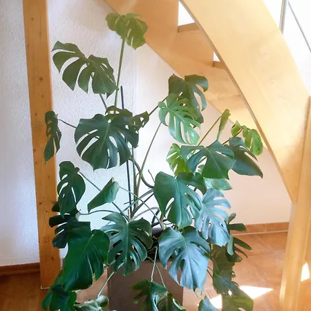 Mit Stil Troisdorf